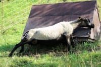 /album/fotogalerie-shetlandske-ovce/farma-beskydy-foto-cieslar-3501-jpg1/